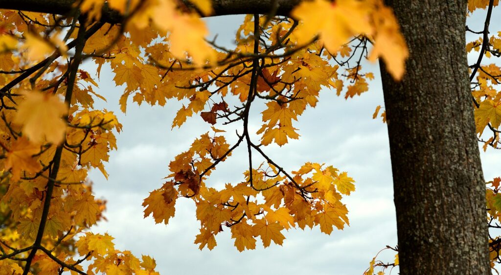 leaves, maple, autumn-5667719.jpg