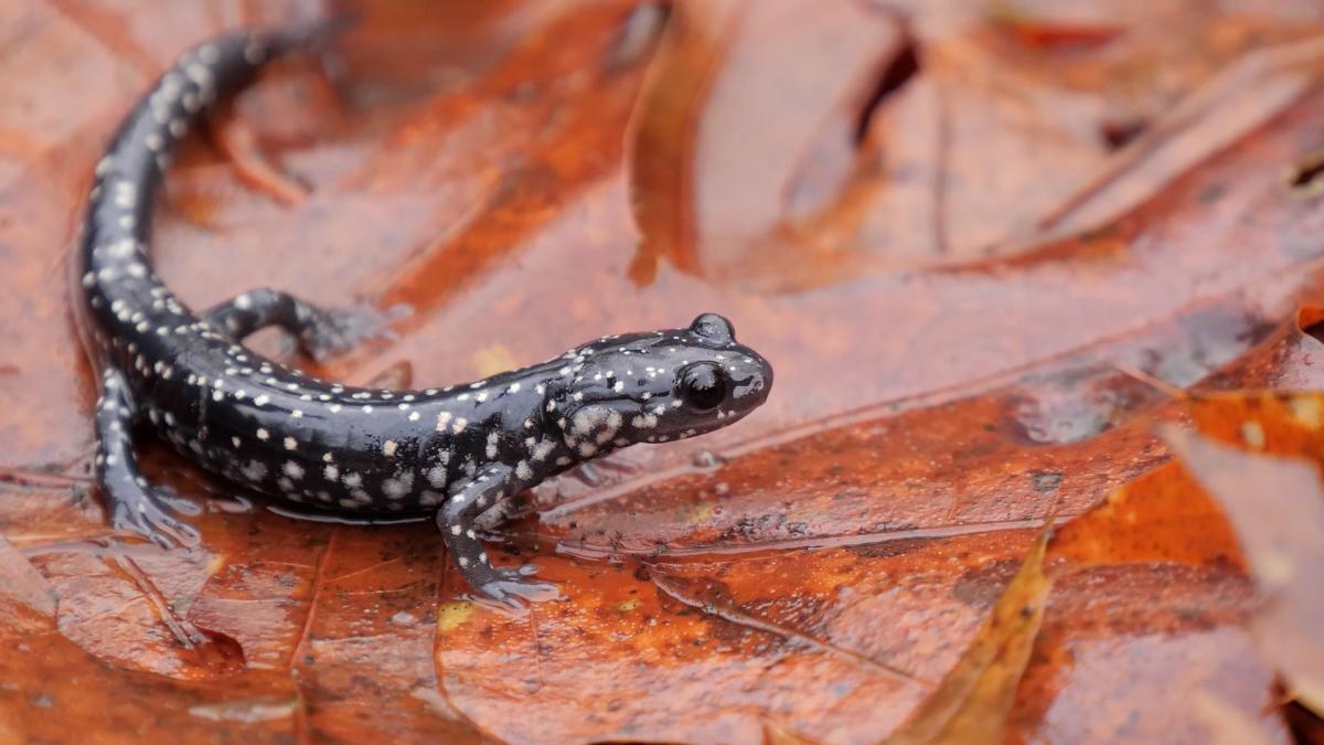 salamander